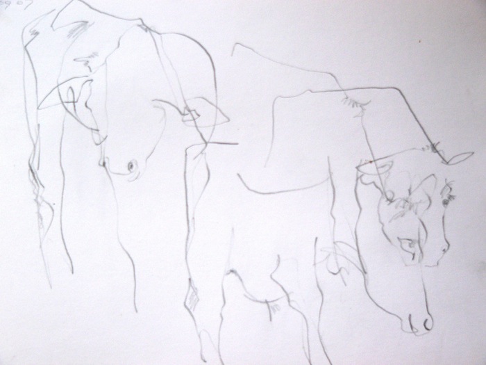 Cow Drawings - Yearlings.